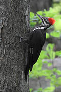 Pileated Woodpecker