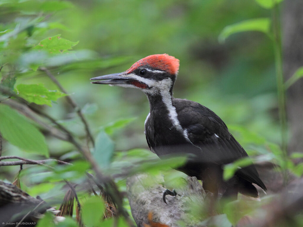 Pileated Woodpecker male, identification