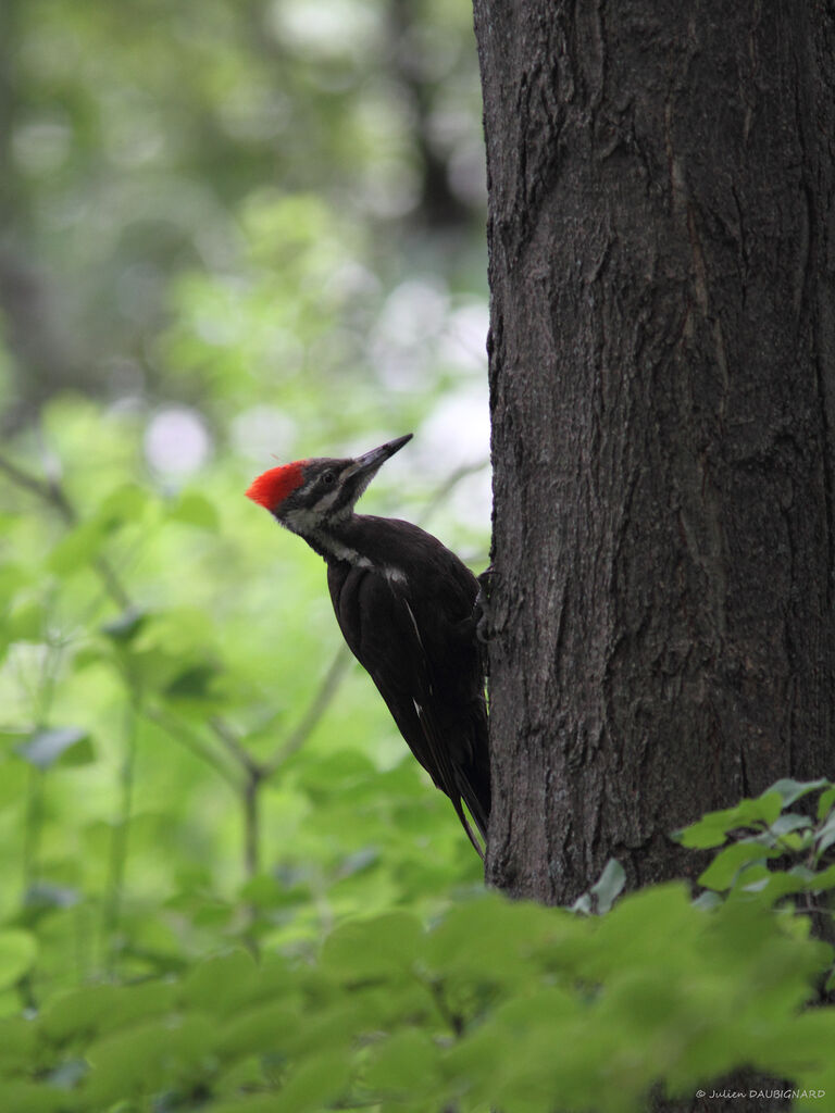 Pileated Woodpecker female, identification