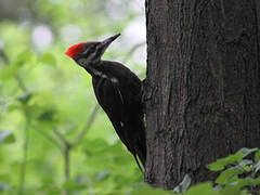 Pileated Woodpecker