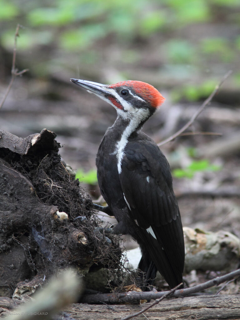 Pileated Woodpecker male, identification