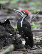 Pileated Woodpecker