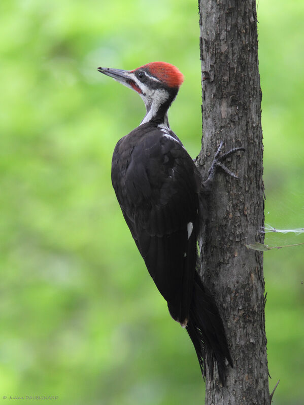 Pileated Woodpecker male, identification