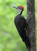 Pileated Woodpecker