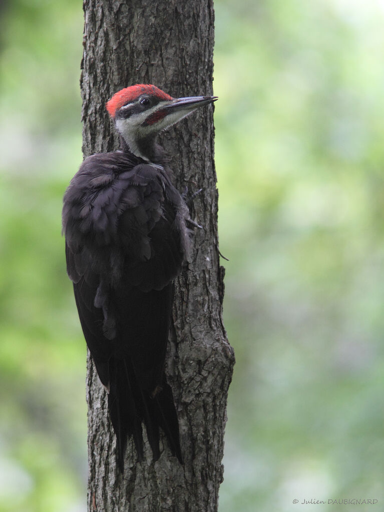 Pileated Woodpecker male, identification