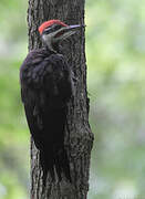 Pileated Woodpecker