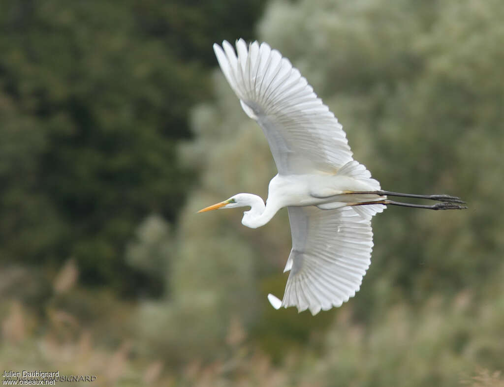 Great Egret, Flight