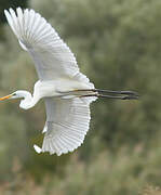 Grande Aigrette