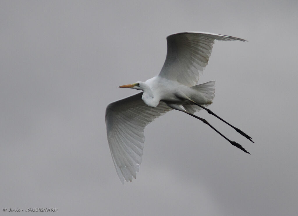 Great Egret, Flight