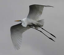 Grande Aigrette