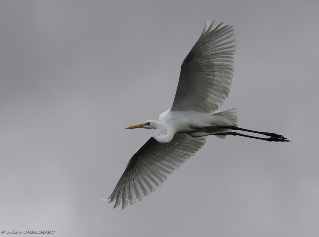 Great Egret, Flight