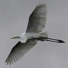 Grande Aigrette
