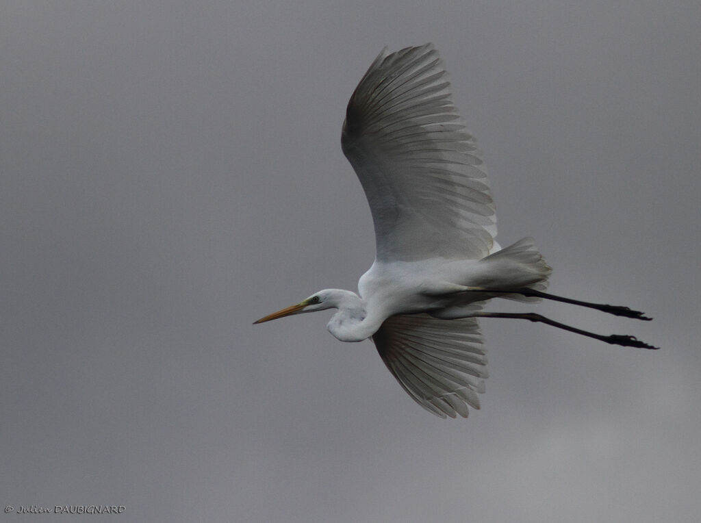 Great Egret, Flight