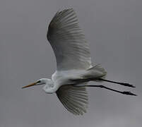 Grande Aigrette