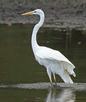 Grande Aigrette