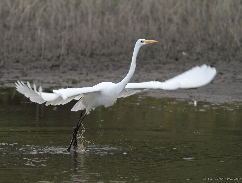 Great Egret, Flight