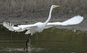 Grande Aigrette