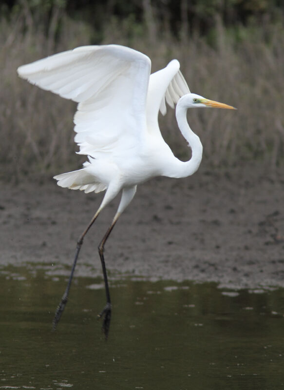 Great Egret, Flight