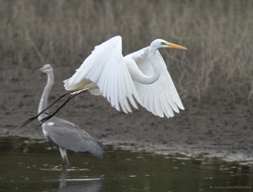 Grande Aigrette, Vol