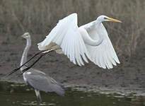 Grande Aigrette