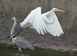 Great Egret