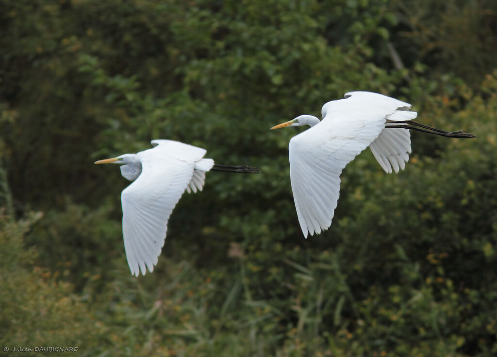 Great Egret, Flight