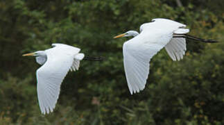 Grande Aigrette