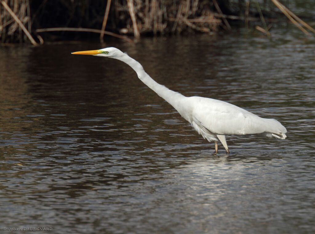 Grande Aigrette, identification