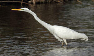 Grande Aigrette