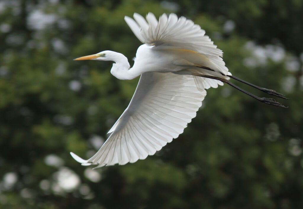 Great Egret, Flight