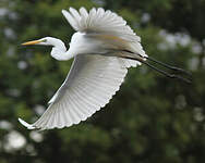 Grande Aigrette