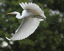 Great Egret