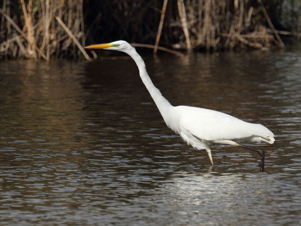 Great Egret, identification