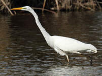 Grande Aigrette