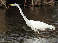 Great Egret