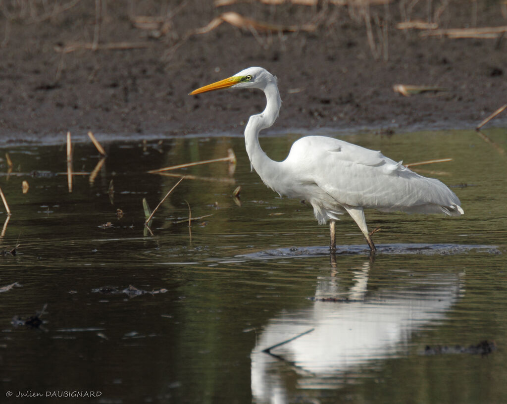 Great Egret, identification