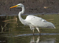 Great Egret