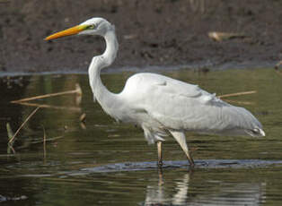 Grande Aigrette