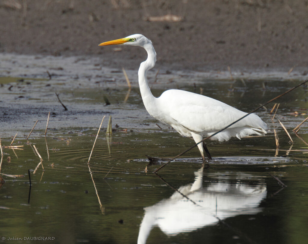 Great Egret, identification