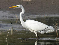 Grande Aigrette