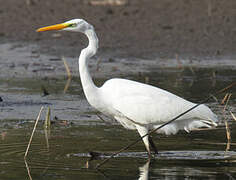 Great Egret