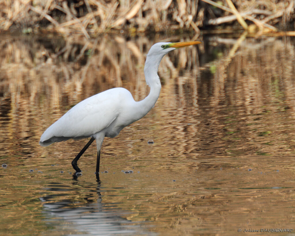 Great Egret, identification