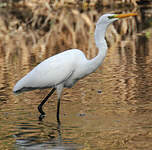 Grande Aigrette