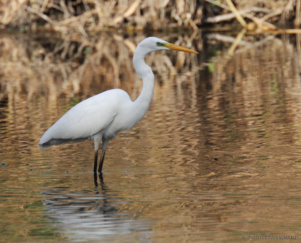 Grande Aigrette, identification