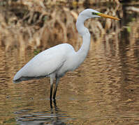 Grande Aigrette