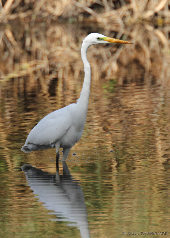 Grande Aigrette, identification