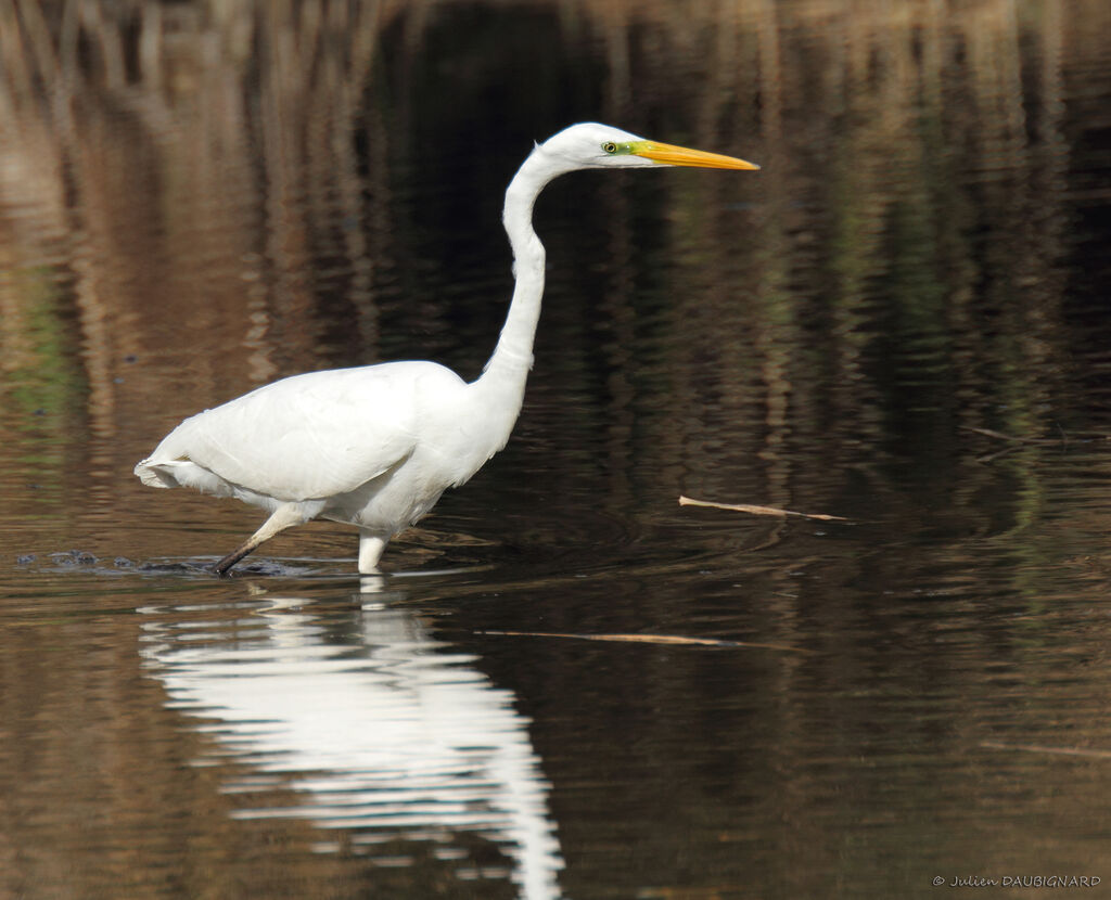 Grande Aigrette, identification