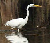 Grande Aigrette