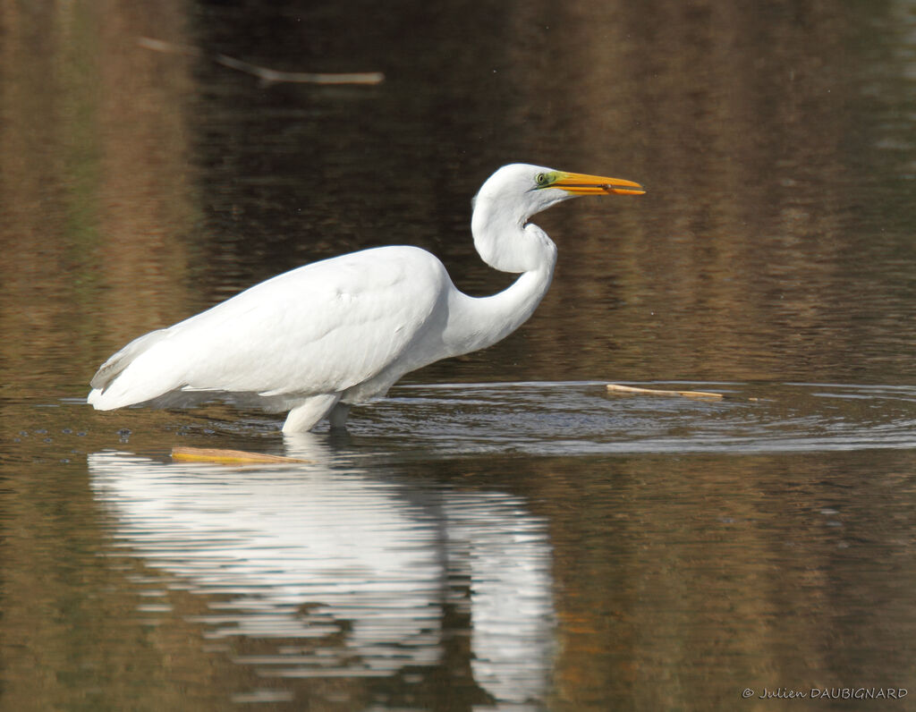 Grande Aigrette, identification, régime