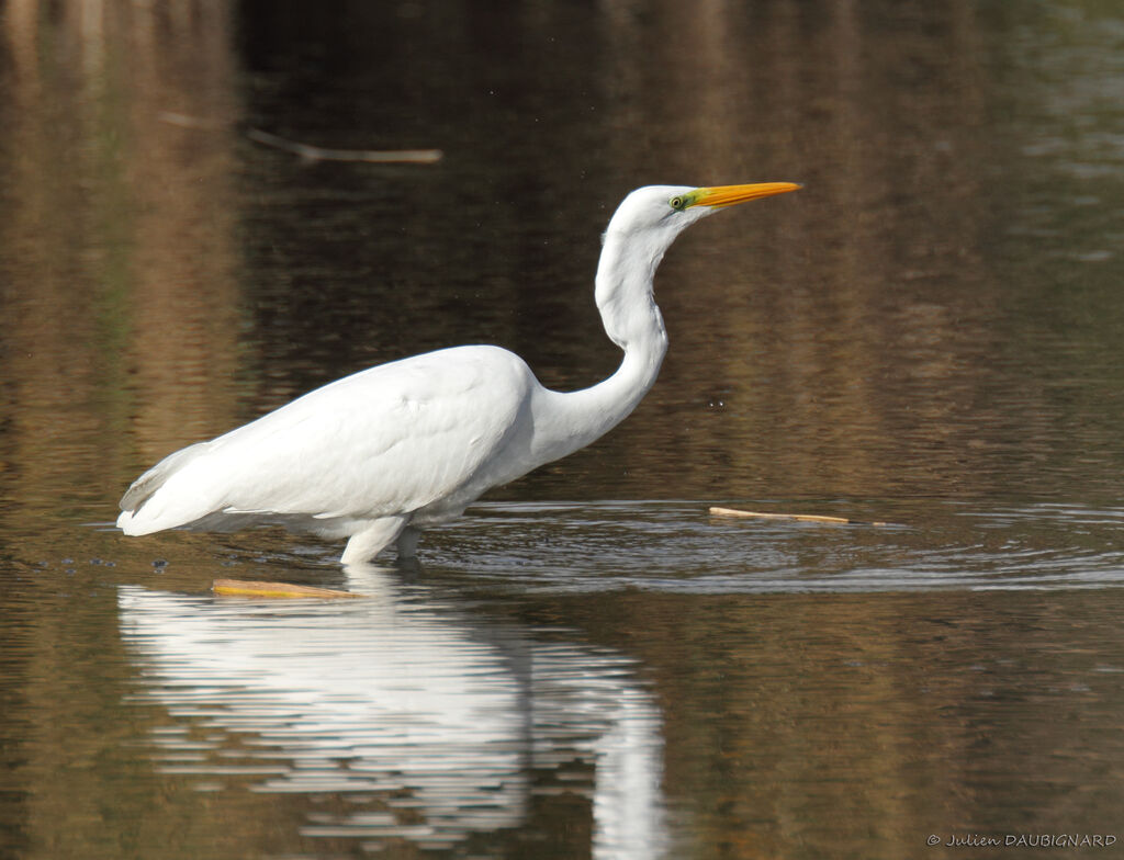 Grande Aigrette, identification